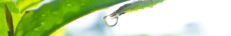 categoria azienda Impresa di Pulizie Caglio